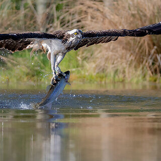 Rothiemurchus - Osprey